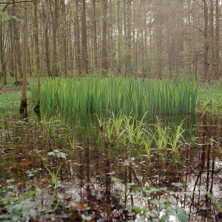 Ellhorn, Wald, Teich